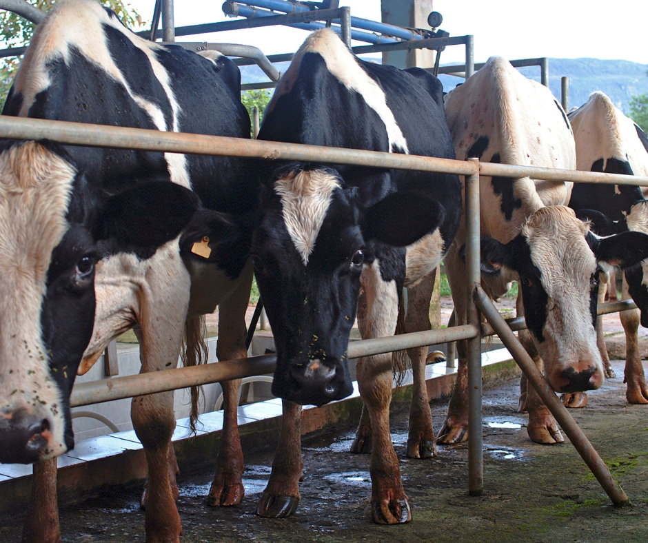 Undocumented Workers Keep Wisconsin’s Dairy Industry Running, but Remain Unprotected